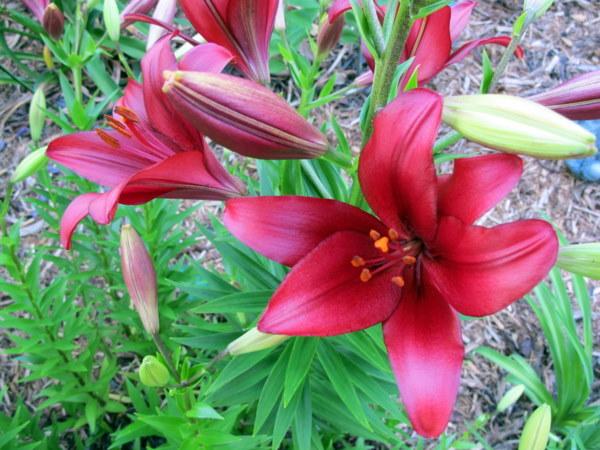 Photo of Lily (Lilium 'Red Alert') uploaded by goldfinch4