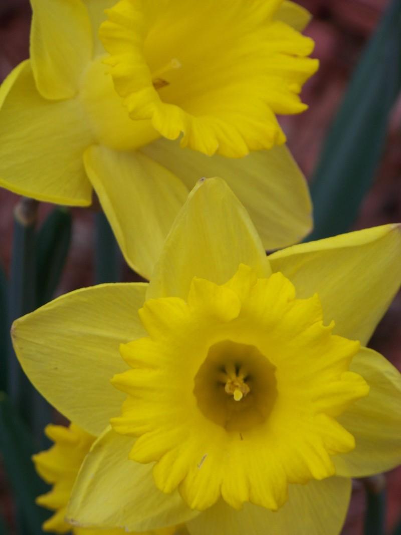 Photo of Trumpet Narcissus (Narcissus 'King Alfred') uploaded by mattsmom
