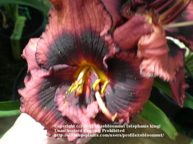 Photo of Daylily (Hemerocallis 'Spacecoast Technical Knock Out') uploaded by rebloomnut