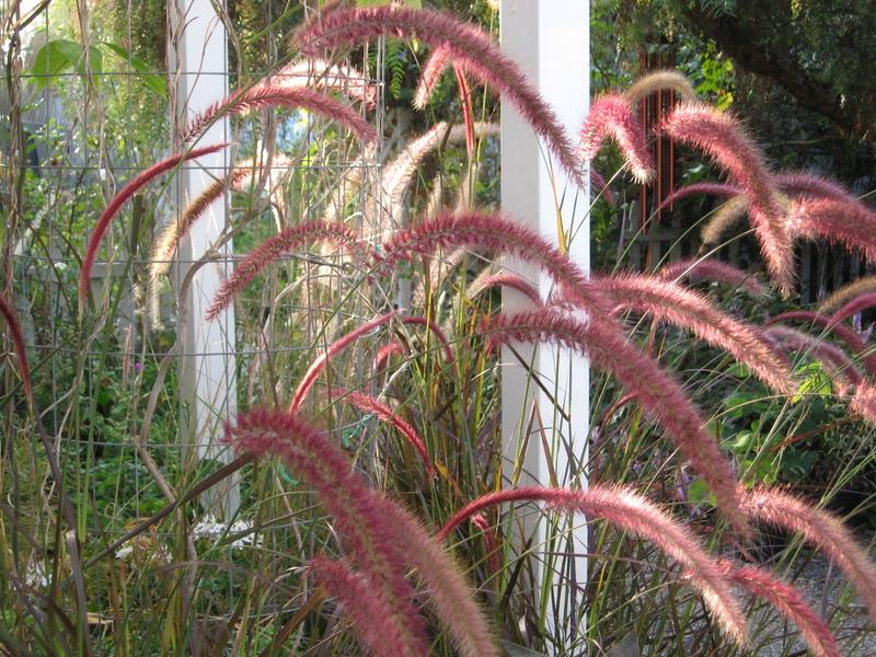 Photo of Purple Fountain Grass (Cenchrus setaceus 'Rubrum') uploaded by wcgypsy