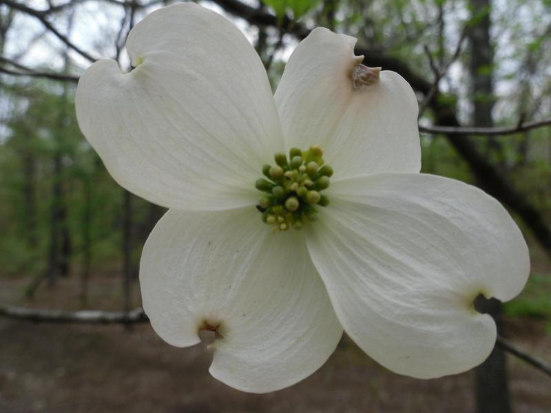 Photo of Flowering Dogwood (Cornus florida) uploaded by wildflowers