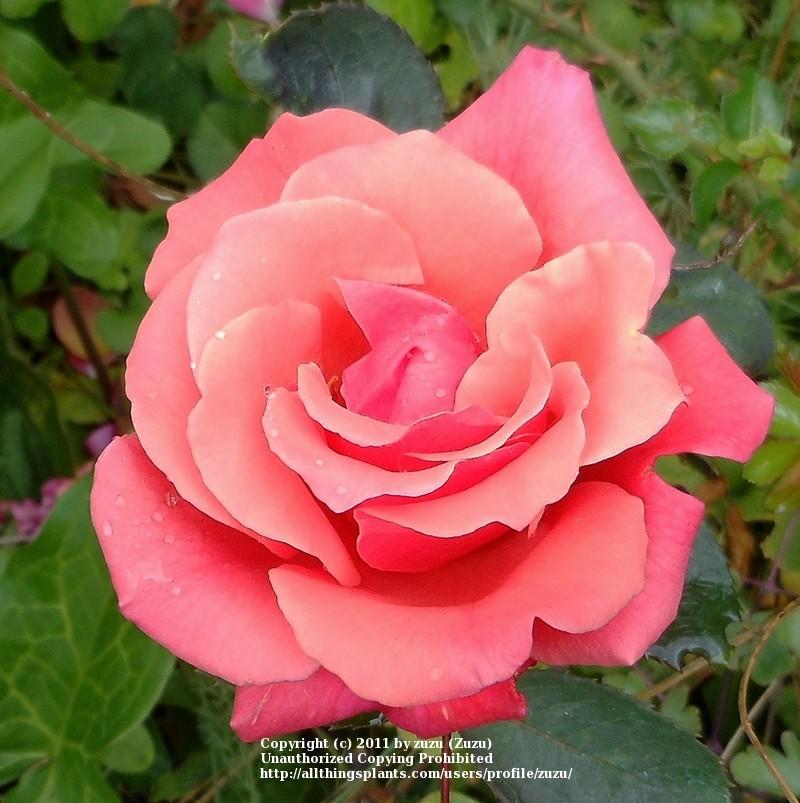 Photo of Rose (Rosa 'Honeysweet') uploaded by zuzu
