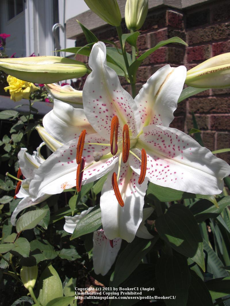 Photo of Oriental Lily (Lilium 'Muscadet') uploaded by BookerC1