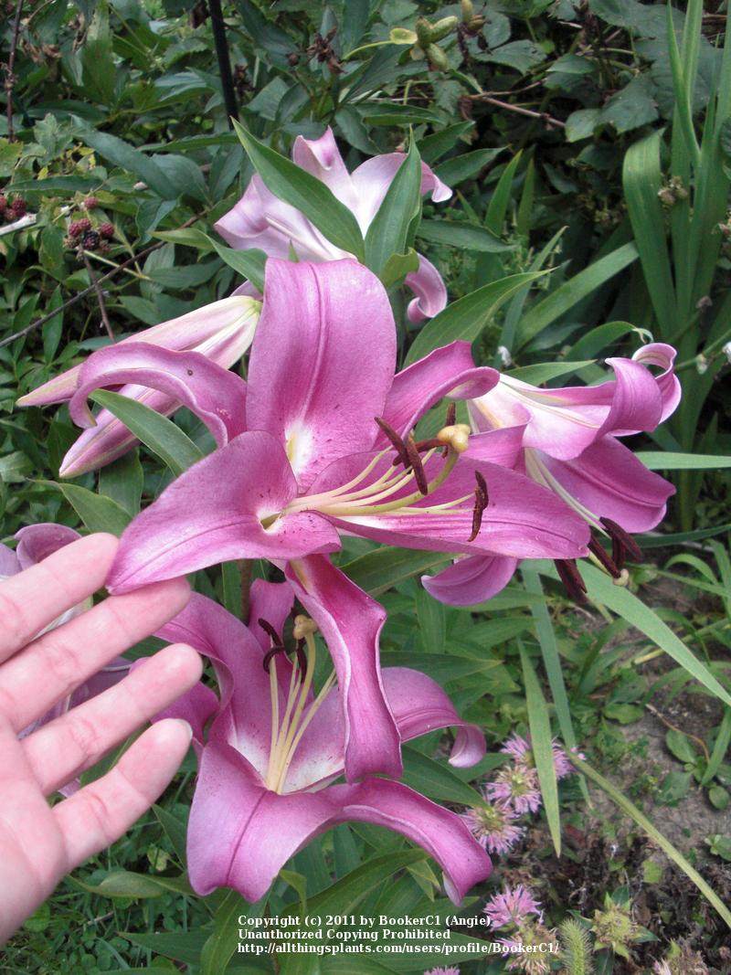 Photo of Lily (Lilium 'Robina') uploaded by BookerC1