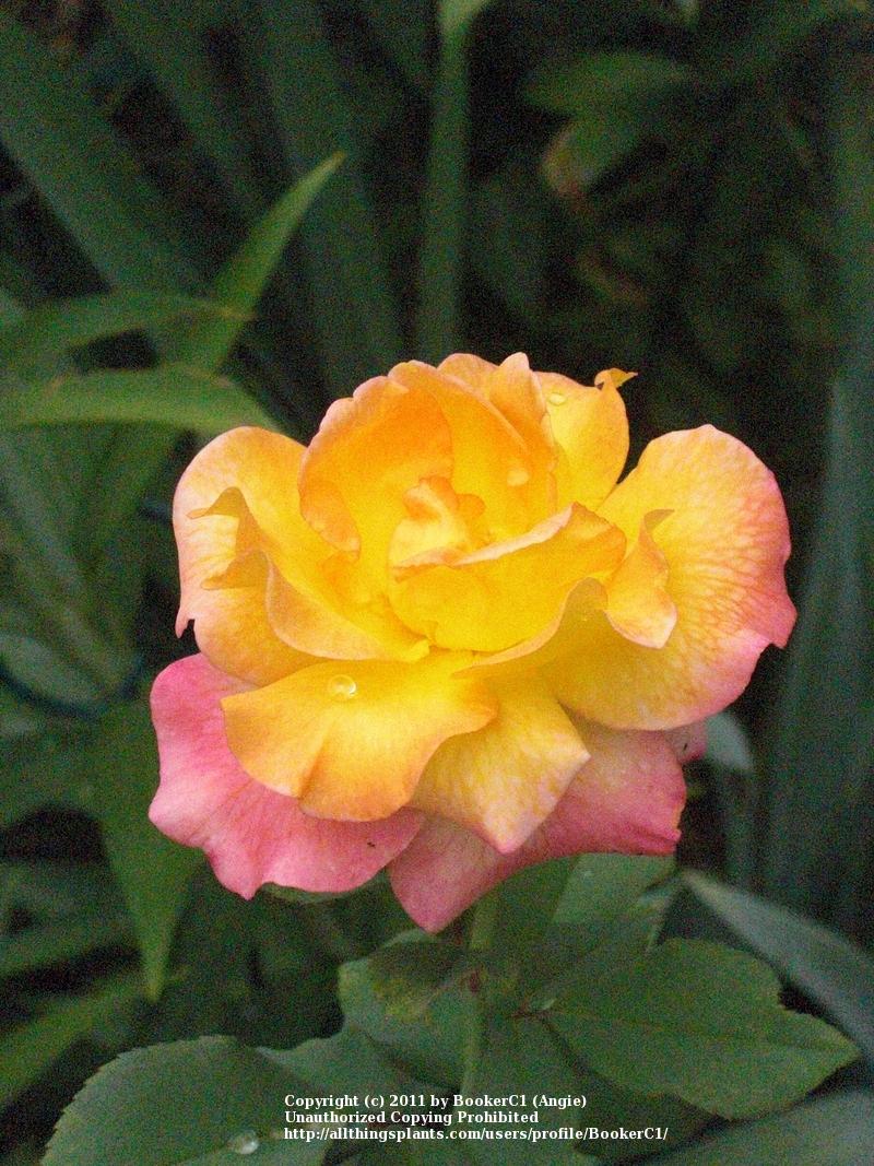 Photo of Rose (Rosa 'Mardi Gras') uploaded by BookerC1