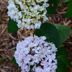 Location: Mackinaw, IL  
Date: July 5, 2011 4:50 PM
Blooms pink and white in my alkaline soil.