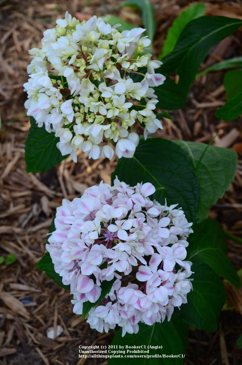 Photo of Hydrangea (Hydrangea macrophylla Forever & Ever® Peppermint) uploaded by BookerC1