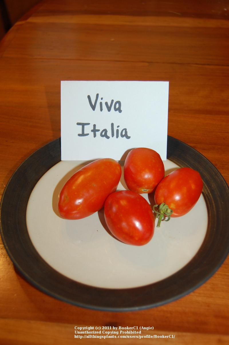 Photo of Tomato (Solanum lycopersicum 'Viva Italia') uploaded by BookerC1
