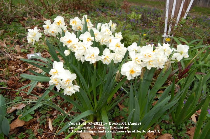 Photo of Double Daffodil (Narcissus 'Sir Winston Churchill') uploaded by BookerC1
