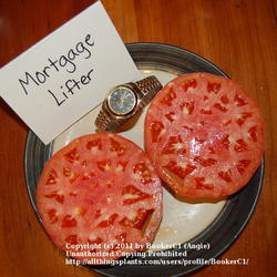 Location: Mackinaw, IL
Date: Aug 8, 2011 7:24 PM
I included my watch for scale.  Very meaty tomato, good \"old fas