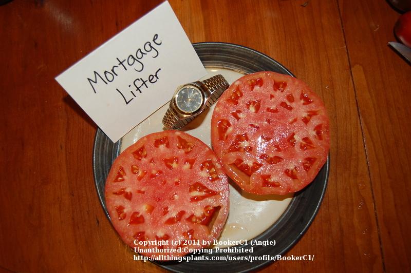Photo of Tomato (Solanum lycopersicum 'Mortgage Lifter') uploaded by BookerC1