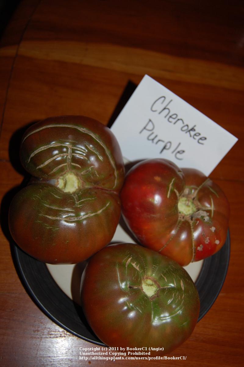 Photo of Tomato (Solanum lycopersicum 'Cherokee Purple') uploaded by BookerC1