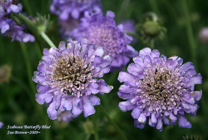 Photo of Pincushion Flower (Scabiosa columbaria 'Butterfly Blue') uploaded by Calif_Sue