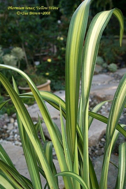 Photo of New Zealand Flax (Phormium tenax 'Yellow Wave') uploaded by Calif_Sue