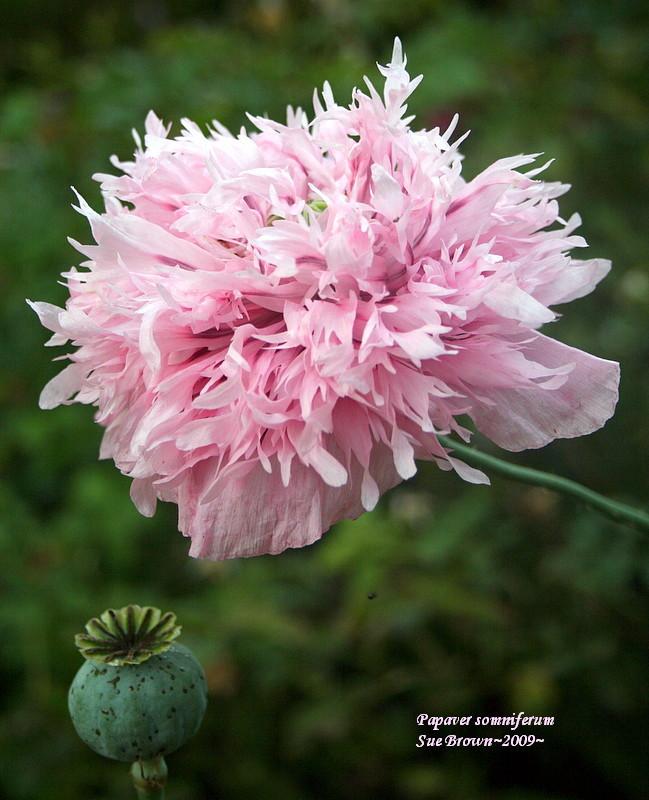 Photo of Opium Poppy (Papaver somniferum) uploaded by Calif_Sue