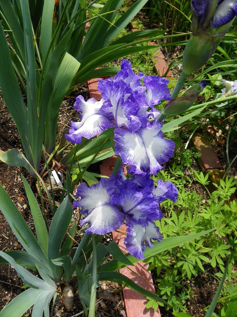 Photo of Tall Bearded Iris (Iris 'Ink Patterns') uploaded by Newyorkrita