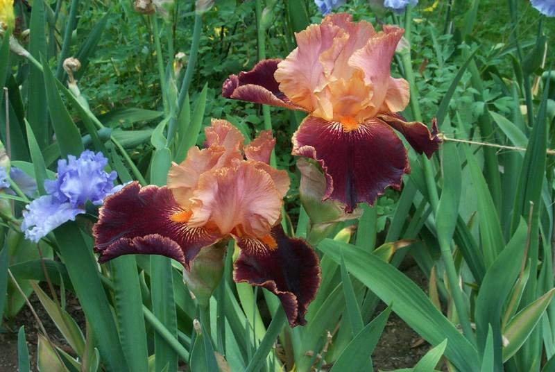 Photo of Tall Bearded Iris (Iris 'Backdraft') uploaded by Newyorkrita