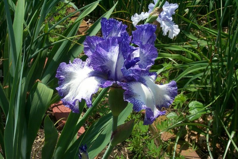 Photo of Tall Bearded Iris (Iris 'Ink Patterns') uploaded by Newyorkrita