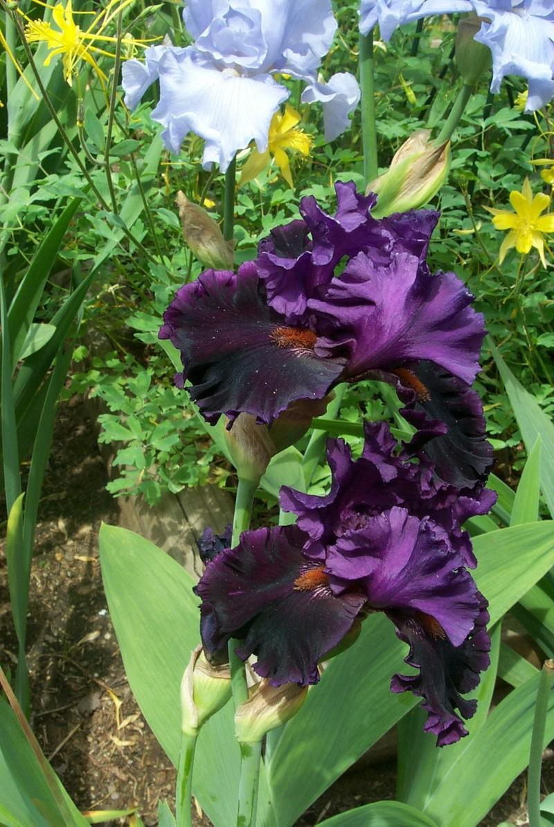 Photo of Tall Bearded Iris (Iris 'Cabaret Act') uploaded by Newyorkrita
