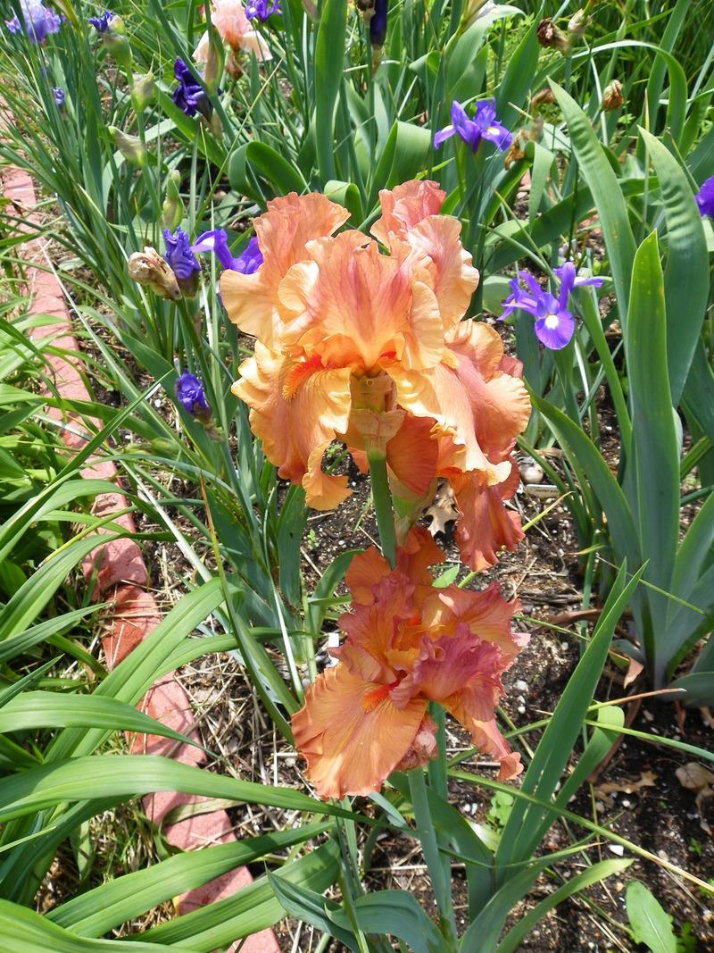 Photo of Tall Bearded Iris (Iris 'Flame Amber') uploaded by Newyorkrita