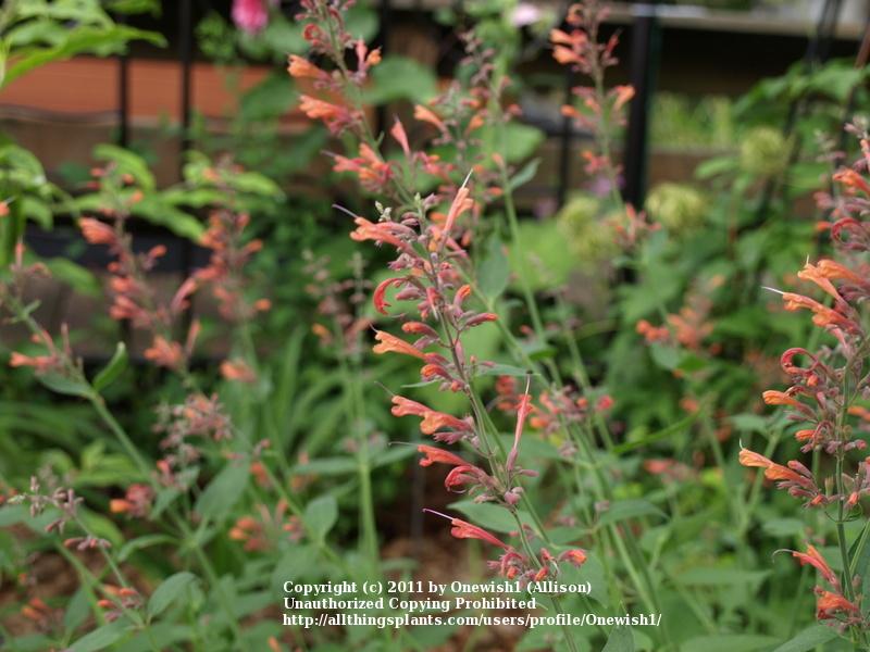 Photo of Mexican Giant Hyssop (Agastache mexicana Acapulco® Orange) uploaded by Onewish1