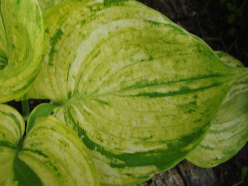 Photo of Hosta 'Gunther's Prize' uploaded by Paul2032