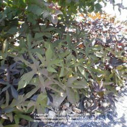 Location: Middle Tennessee
Date: Sep 28, 2011 10:39 AM
Difficult to photograph the entire plant - it goes down and aroun