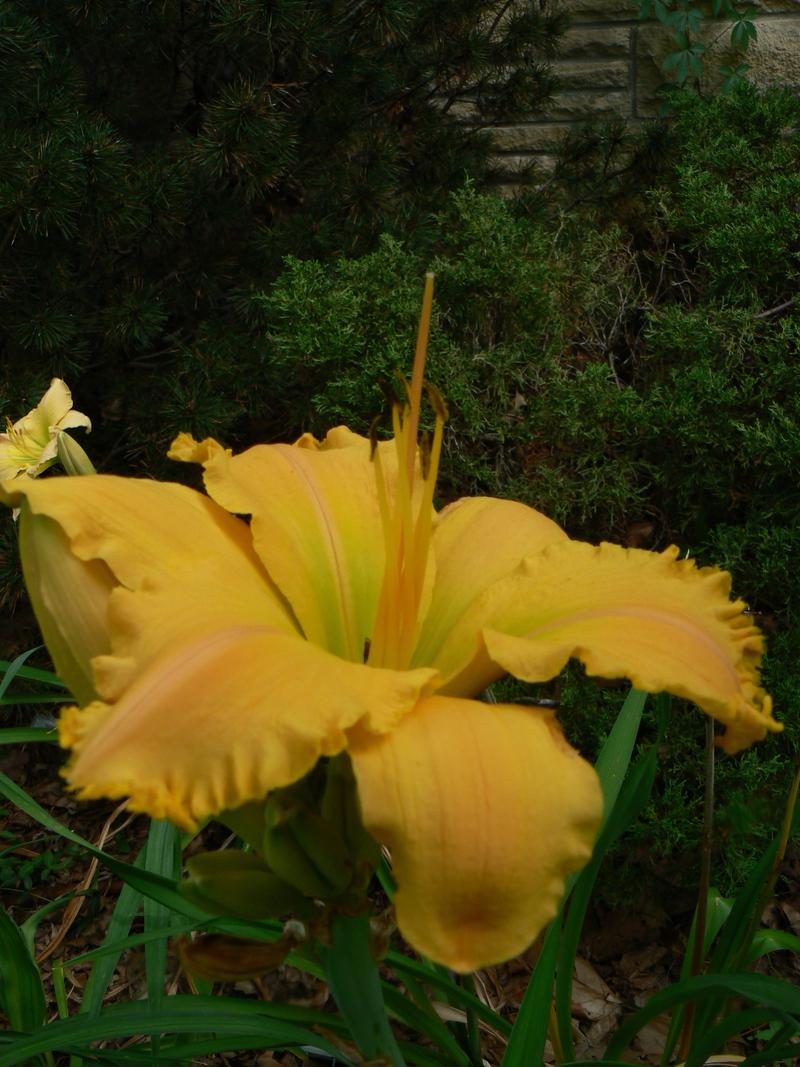 Photo of Daylily (Hemerocallis 'Capacity for Wonder') uploaded by annred97
