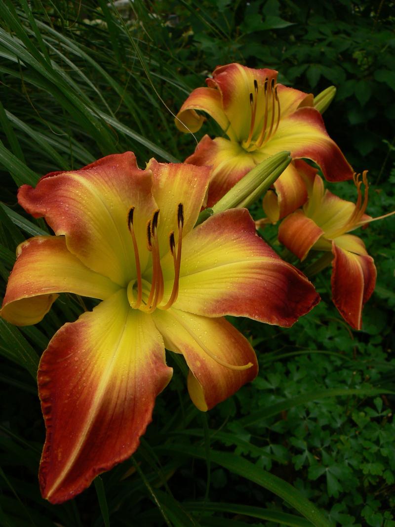 Photo of Daylily (Hemerocallis 'Red Skeletons') uploaded by annred97