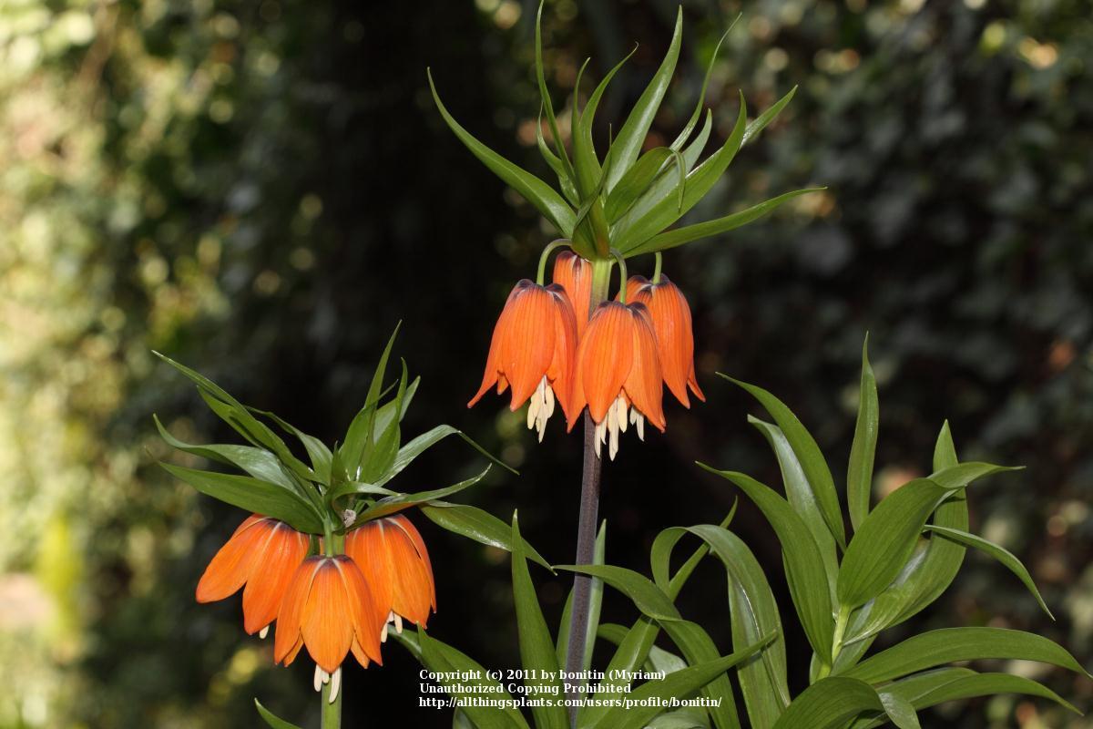 Photo of Crown Imperial Fritillaria (Fritillaria imperialis) uploaded by bonitin