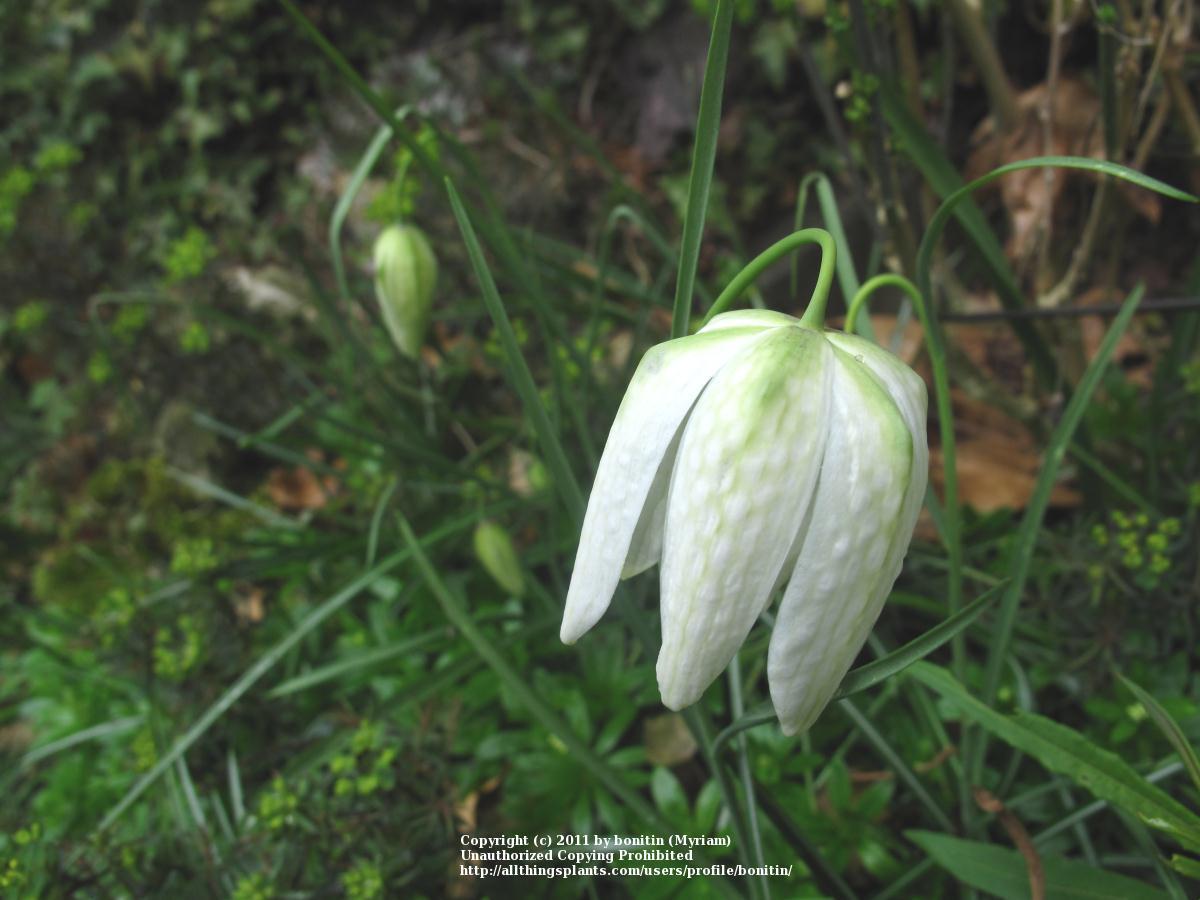 Photo of White Fritillary (Fritillaria meleagris 'Alba') uploaded by bonitin