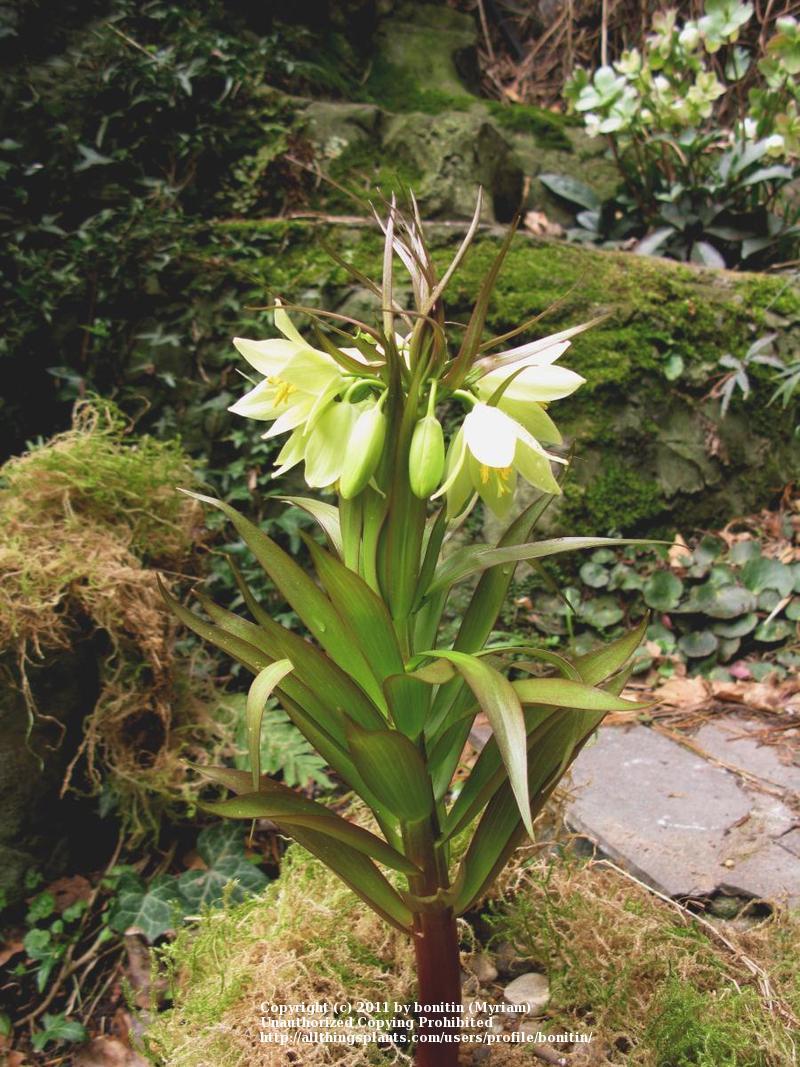Photo of Fritillary (Fritillaria raddeana) uploaded by bonitin