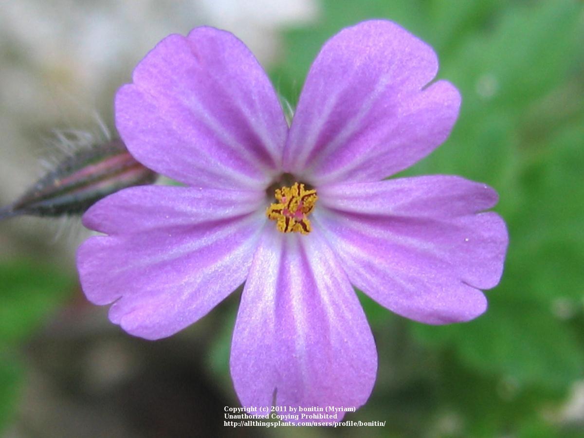 Photo of Herb Robert (Geranium robertianum) uploaded by bonitin