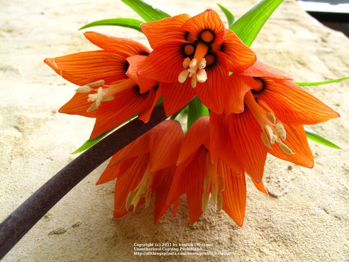 Photo of Crown Imperial Fritillaria (Fritillaria imperialis) uploaded by bonitin