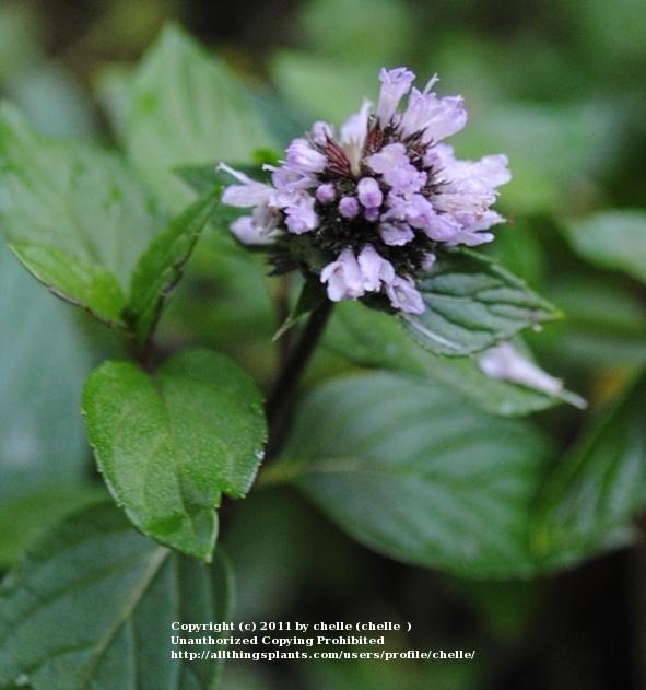 Photo of Chocolate Mint (Mentha x piperita 'Chocolate') uploaded by chelle