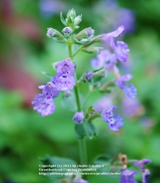 Photo of Catmint (Nepeta x faassenii 'Walker's Low') uploaded by chelle