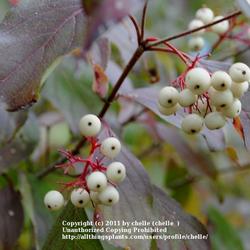 Attract Songbirds with Fruiting Shrubs