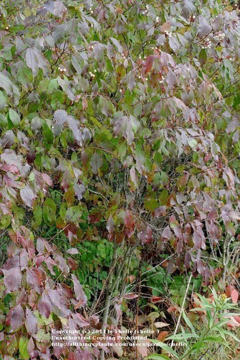 Photo of Gray Dogwood (Cornus racemosa) uploaded by chelle