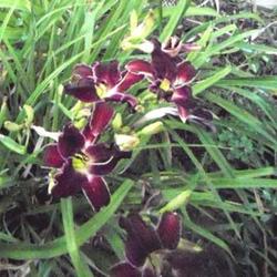 Location: Daylily garden, mostly sun. Planted with Asiatic 'Sophie'.
Date: Jul 20, 2011 6:04 AM
Chocolate Cherry Dream