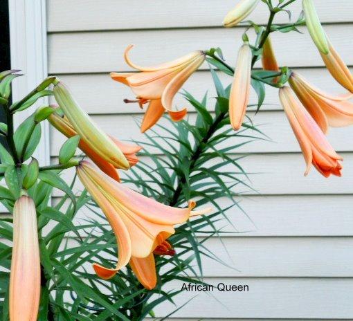 Photo of Lily (Lilium African Queen) uploaded by ge1836