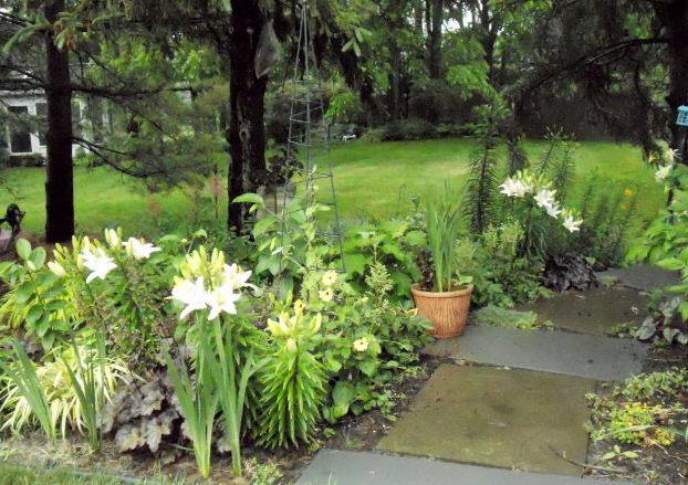 Photo of Lily (Lilium 'Tiny Snowflake') uploaded by ge1836