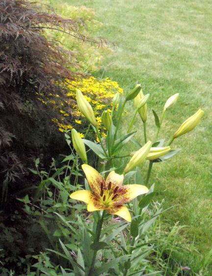 Photo of Lily (Lilium 'Golden Stone') uploaded by ge1836