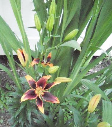 Photo of Lily (Lilium 'Starlette') uploaded by ge1836
