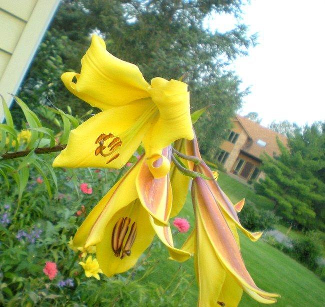 Photo of Lily (Lilium Golden Splendor) uploaded by ge1836