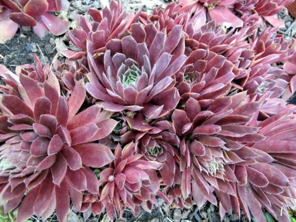 Photo of Hen and Chicks (Sempervivum 'Rotmantel') uploaded by goldfinch4