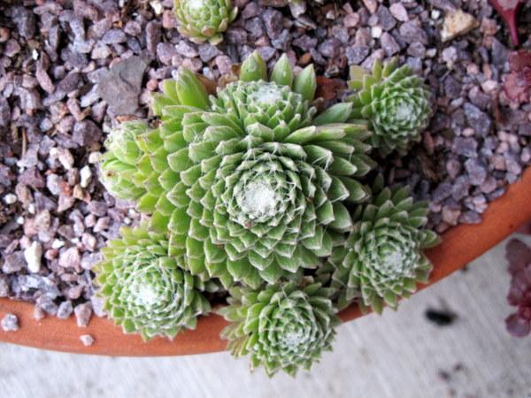 Photo of Hen and Chicks (Sempervivum 'Silver Fan') uploaded by goldfinch4