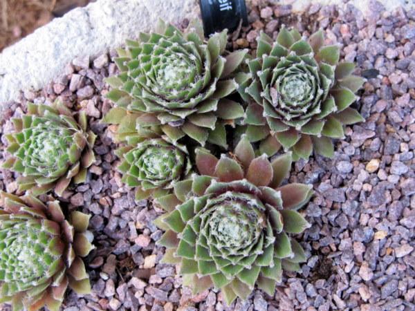 Photo of Hen and Chicks (Sempervivum 'Rauhreif') uploaded by goldfinch4