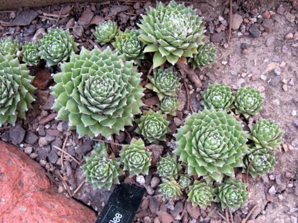 Photo of Hen and Chicks (Sempervivum 'Silver Jubilee') uploaded by goldfinch4