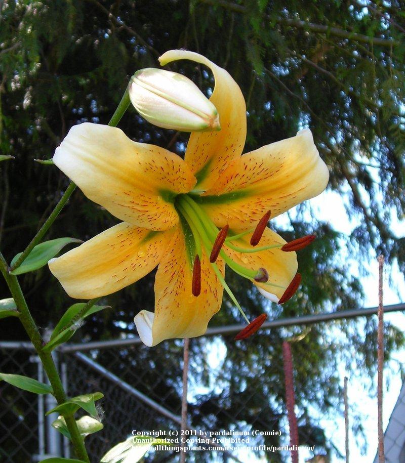 Photo of Lily (Lilium 'Gloriana') uploaded by pardalinum