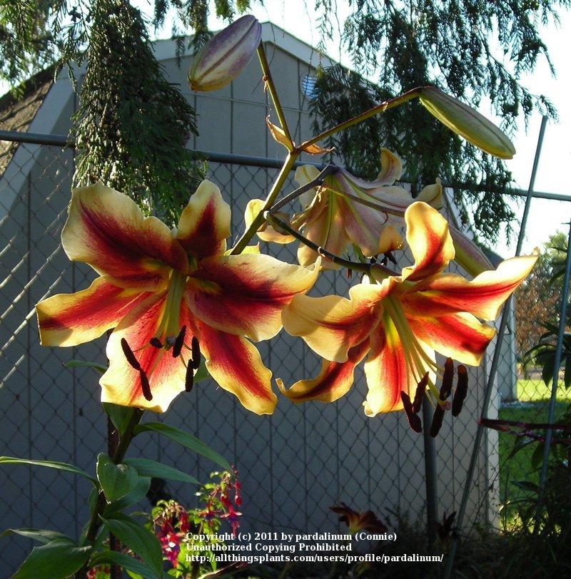 Photo of Lily (Lilium 'American West') uploaded by pardalinum